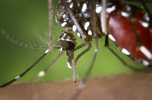 Guides conseils pour lutter contre les moustiques