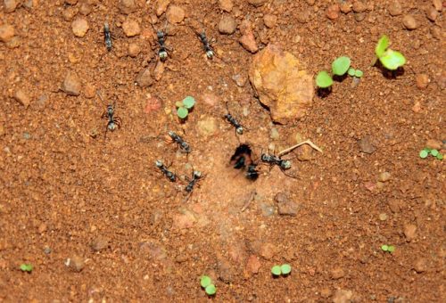 Reconnaitre, localiser et détruire une fourmilière