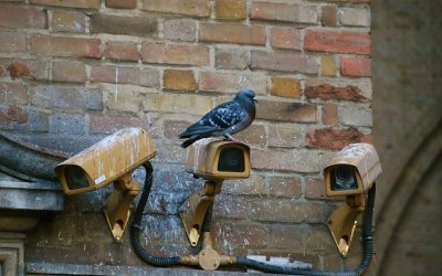 Risques sanitaires, environnementaux et dégâts matériels causés par les fientes de pigeons