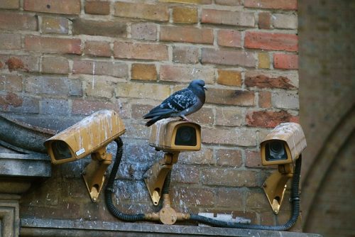 Risques et dégâts causés par les pigeons