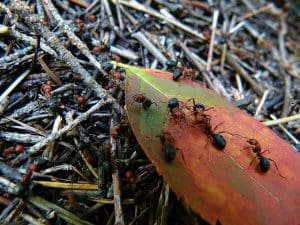 Les fourmis rouges : Comment les reconnaître, les dangers qu&rsquo;elles représentent et comment s&rsquo;en débarrasser ?