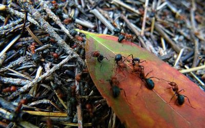 Les fourmis rouges : Qui sont-elles et comment s’en débarrasser ?