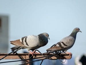 Connaître les pigeons : Biologie et mode de vie