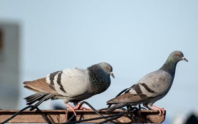 Connaître les pigeons : Biologie et mode de vie