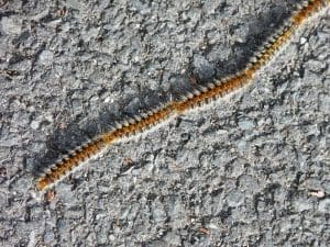 Traitements de chenille processionnaire : Quelle méthode choisir ?