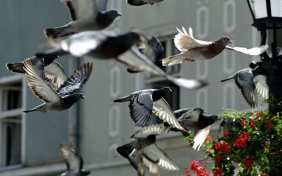 Recettes de grand-mère pour faire fuir les pigeons : Toutes les astuces et solutions efficaces