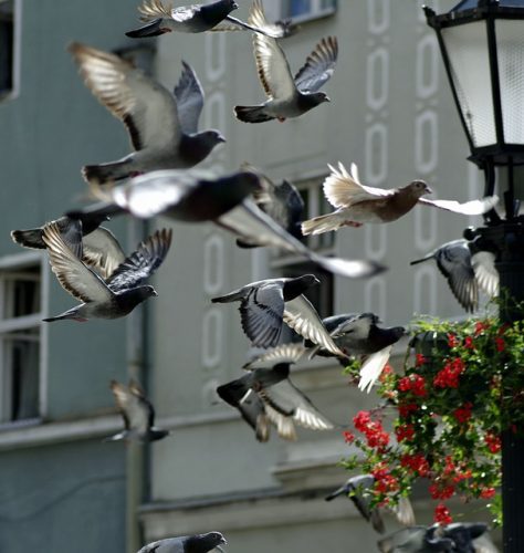 Faire fuir les pigeons : solutions et astuces