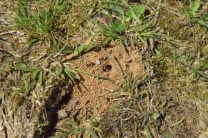 Nid de guêpes dans la terre : Les solutions efficaces pour s&rsquo;en débarrasser