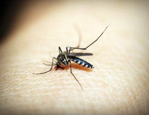 Piqûre de moustique : Photos de bouton, symptômes, risques, et solutions soulager les démangeaisons