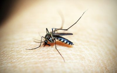 Piqûre de moustique : évaluation des risques et solutions de soulagement efficaces