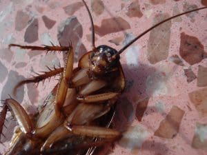 Comment choisir le traitement professionnel adapté pour votre infestation de cafards ?