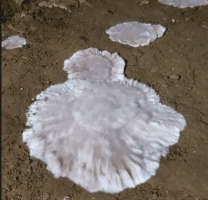 Premiers signes de mérule : comment repérer une infestation avant les gros dégâts