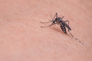 Comprendre les moustiques : de leur morphologie à leur comportement, découvrez les clés pour mieux les connaître