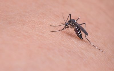 Comprendre les moustiques : de leur morphologie à leur comportement, découvrez les clés pour mieux les connaître