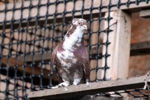 Traitements professionnels pour se débarrasser des pigeons