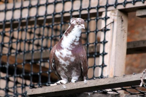 solutions professionnelles contre les pigeons