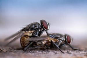 21 solutions pour se débarrasser des mouches