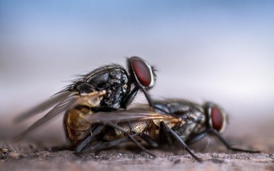 21 astuces pour se débarrasser des mouches à la maison