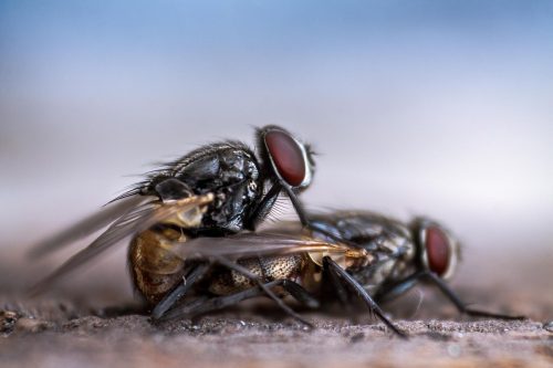 Comment se debarraser des mouches