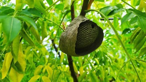 Destructeur nids de guêpes et frelons asiatiques à Compiègne