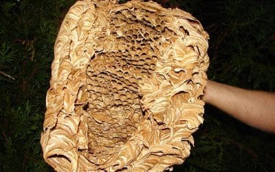 Comment savoir si un nid de frelons est vide et que faire ?