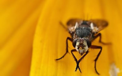 Prévenir les mouches et les moucherons : les mesures préventives à adopter