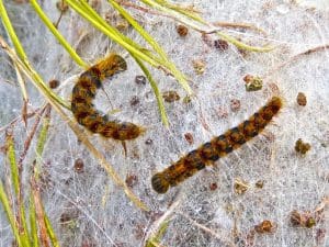 Comment reconnaitre et détruire les nids de chenilles processionnaires ?