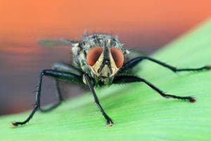 Quels sont les risques et dangers des mouches et moucherons ?