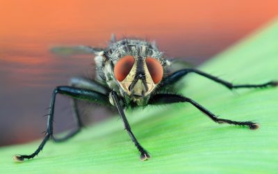 Quels sont les risques et dangers des mouches et moucherons ?