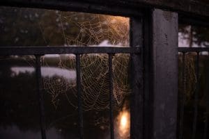 Se débarrasser des araignées dans la maison : 10 Solutions
