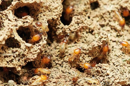 Découvrez tout sur les termites : Guides pratiques pour une lutte efficace