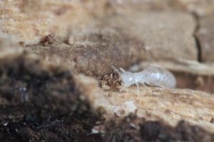 Signes de présence des termites : Savoir les détecter