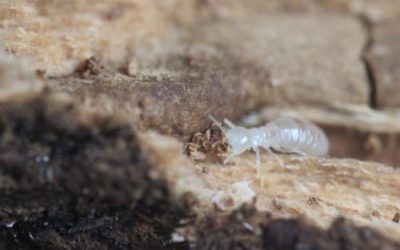 Signes de présence des termites : Savoir les détecter