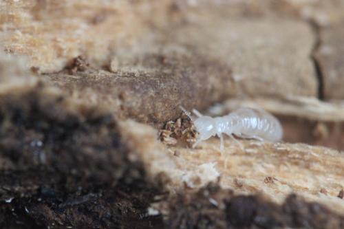 comment détecter la présence de termites