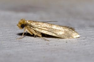 Se débarrasser des mites vestimentaires : Astuces & recettes de grand-mère