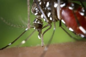 Moustique Tigre : Comment le reconnaître, s&rsquo;en protéger et l&rsquo;éliminer définitivement