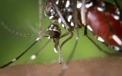 Les moustiques tigres : tout savoir sur leur identification, les piqûres et les risques associés