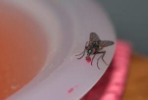 Quel traitement professionnel pour lutter contre les mouches et les moucherons ?