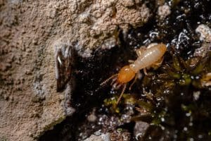 Termites : comment les éliminer de la maison ? Nos solutions efficaces