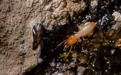 Termites : comment les éliminer de la maison ?