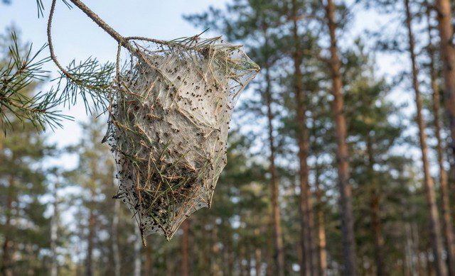 À quoi ressemble un nid de chenilles processionnaires