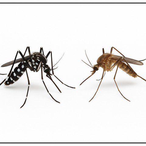 Comparaison entre un moustique tigre (Aedes albopictus) et un moustique commun (Culex pipiens) Comparaison entre un moustique tigre (Aedes albopictus) et un moustique commun (Culex pipiens)