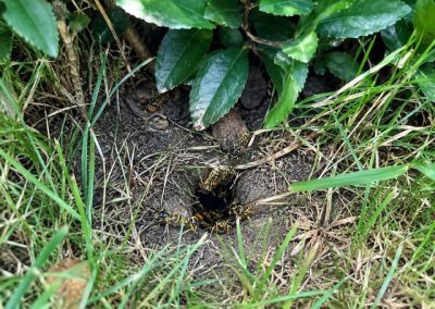 Entrée d’un nid de guêpes souterrain dans une pelouse de jardin