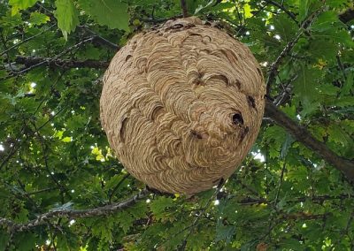Gros nid de frelons asiatiques suspendu dans un arbre feuillu