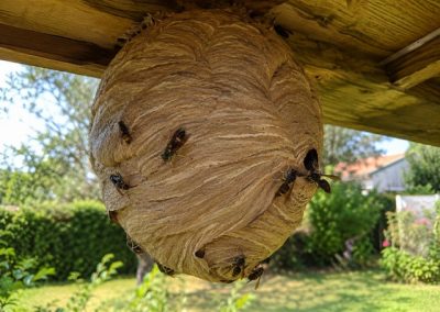 Gros nid de frelons asiatiques suspendu sous une pergola en bois