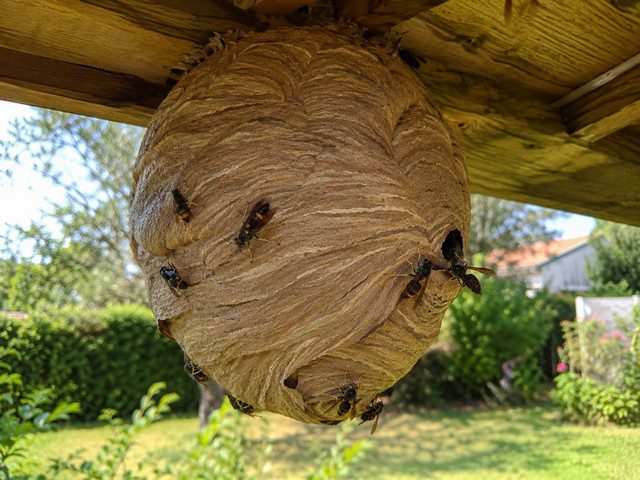 Gros nid de frelons asiatiques suspendu sous une pergola en bois