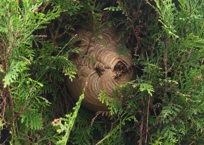 Nid de frelons asiatiques caché dans une haie dense de thuya