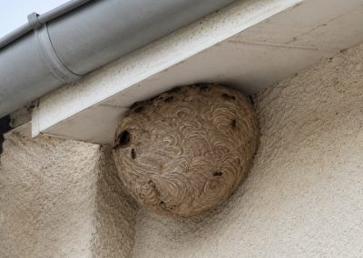 Nid de frelons asiatiques fixé sous une avancée de toit près d’une gouttière