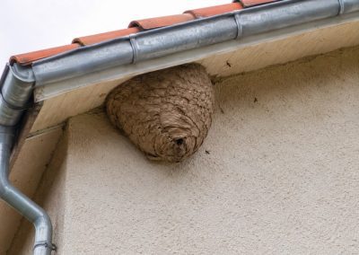 Nid de frelons asiatiques sous l’avant-toit d’une maison avec gouttière