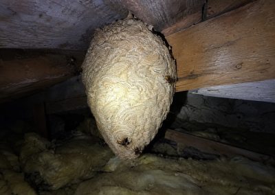 Nid de frelons européens dans les combles d’une maison ancienne